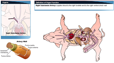 Pig Artery Diagram